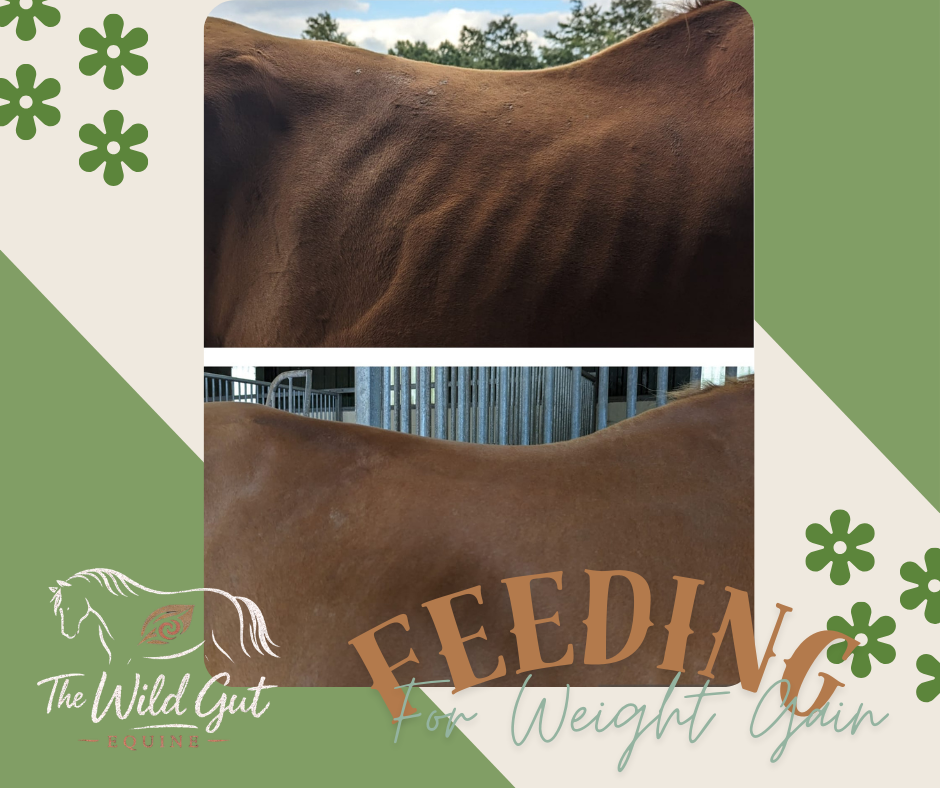 𝗥𝗲𝘁𝗵𝗶𝗻𝗸𝗶𝗻𝗴 𝗪𝗲𝗶𝗴𝗵𝘁 𝗚𝗮𝗶𝗻: 𝗙𝗲𝗲𝗱𝗶𝗻𝗴 𝘁𝗵𝗲 𝗣𝗼𝗼𝗿-𝗗𝗼𝗲𝗿 𝗳𝗼𝗿 𝗪𝗵𝗼𝗹𝗲-𝗛𝗼𝗿𝘀𝗲 𝗛𝗲𝗮𝗹𝘁𝗵